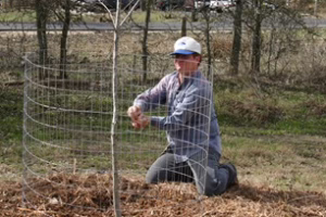 Protecting Plants from Deer