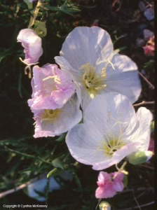 Pink Evening Primrose (Oenothera speciosa)