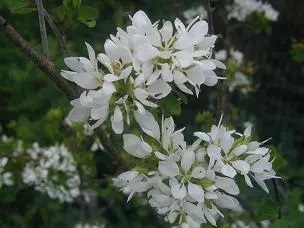 White blossoms on an orchid tree
