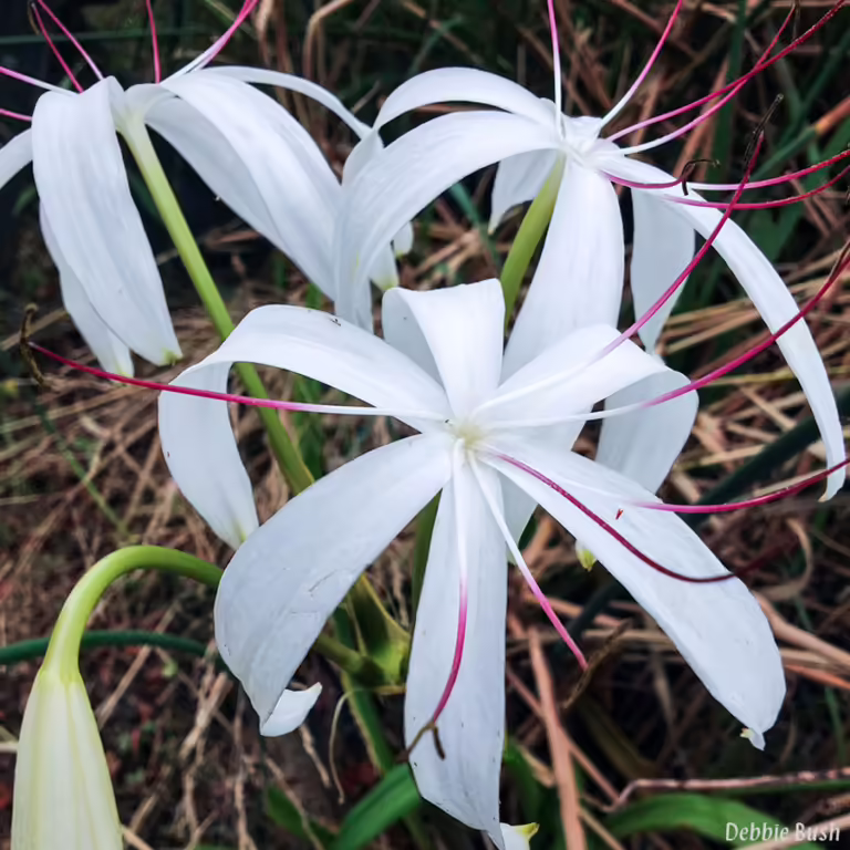 White flowers with long, spider-like petals curled downward