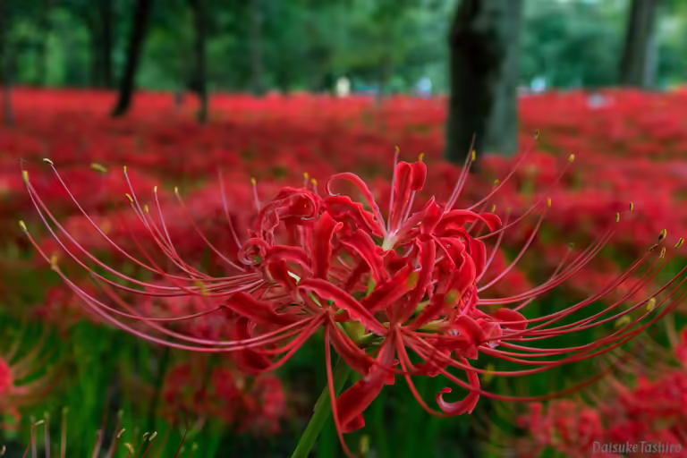 Field of deep red flowers that appear spiderlike