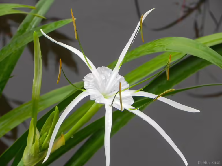 White flower with petals that appear spider-like