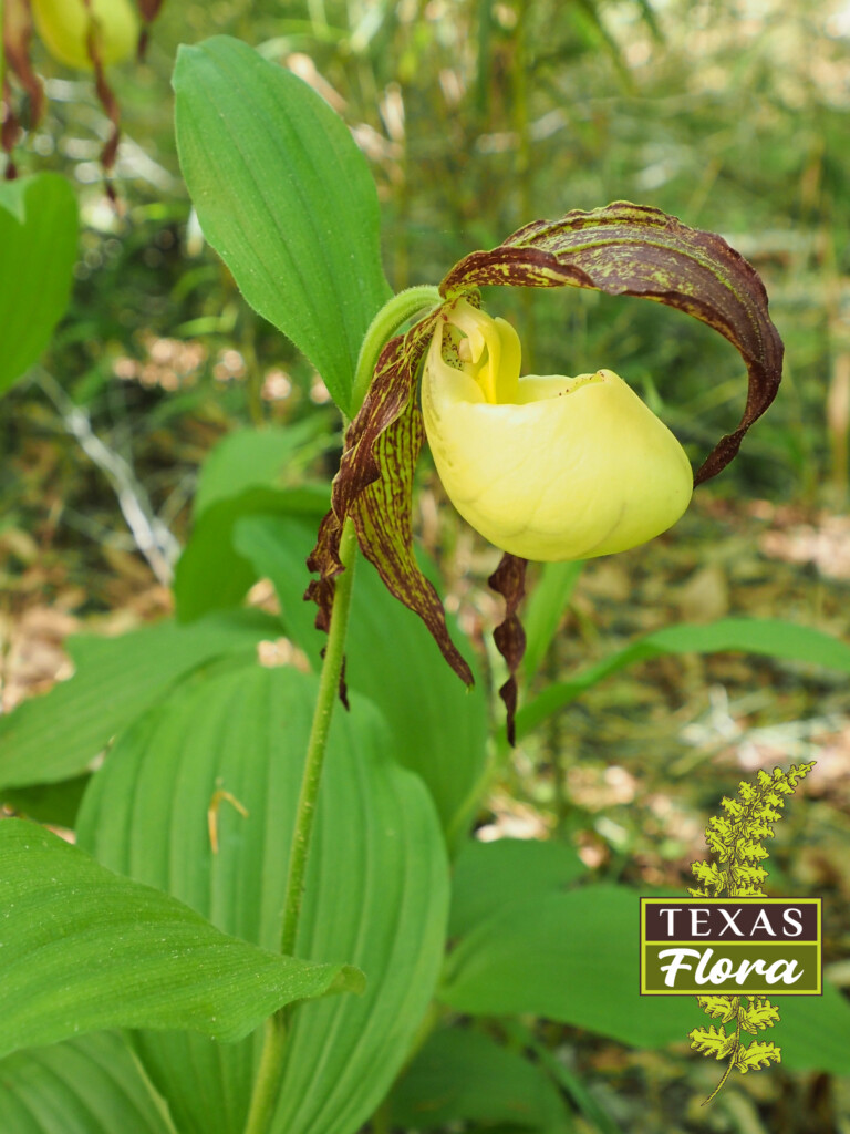 Cypripedium kentuckiense