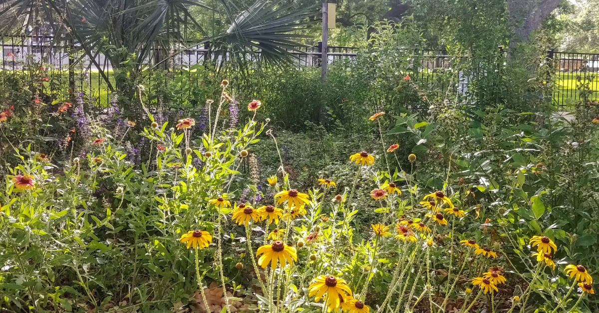 native plant garden in bloom