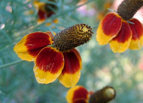 Close up image of a red and yellow wildflower.