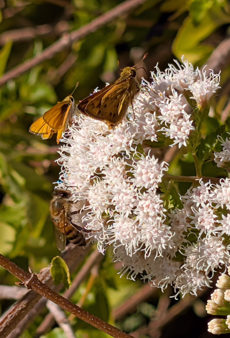 Photo credit: Leslie Wolfenden