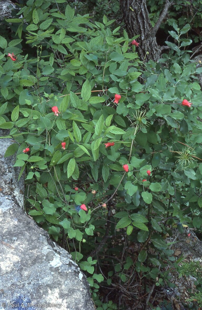 Photo Credit: Paul Montgomery