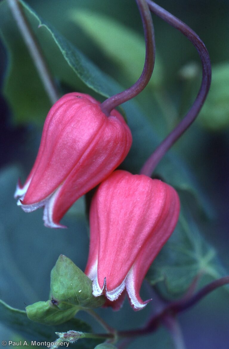 Photo Credit: Paul Montgomery