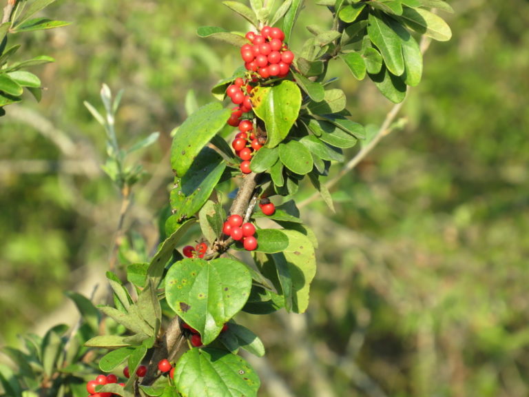 Photo Credit: Claire Sorenson