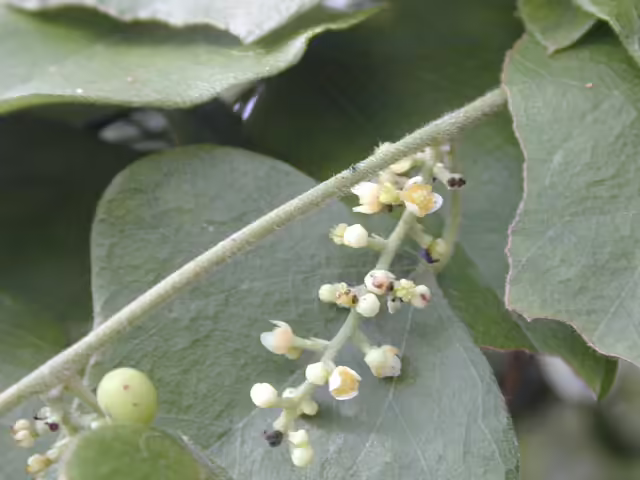 Photo Credit: Marcus, Joseph A., https://www.wildflower.org/gallery/result.php?id_image=14235