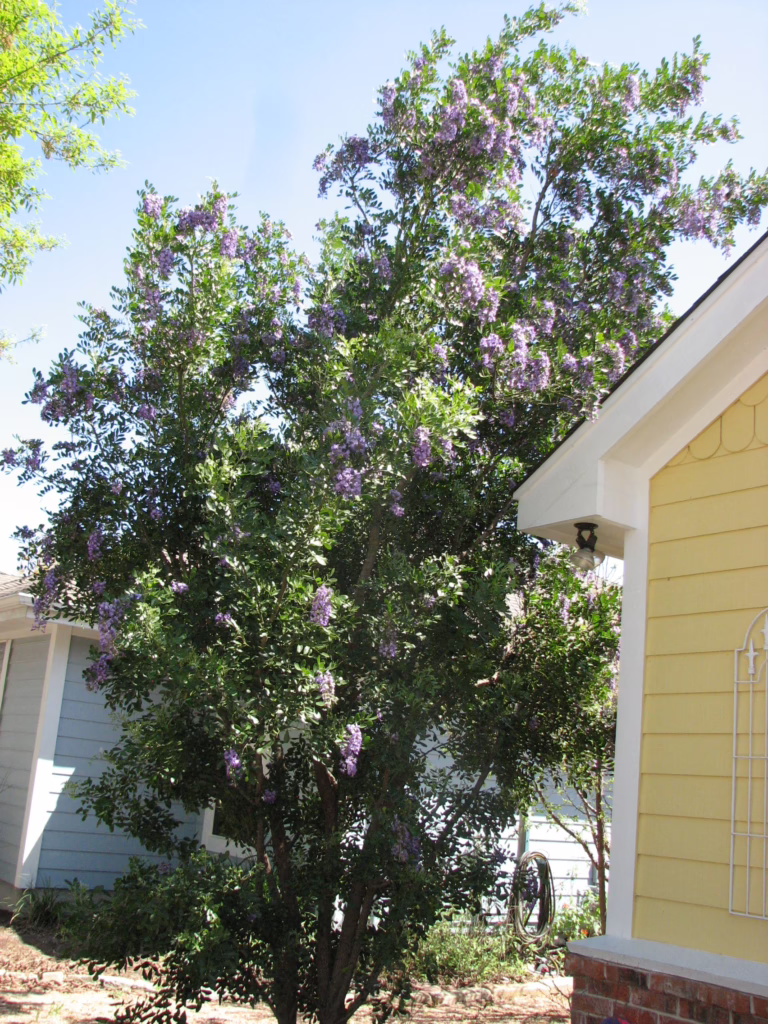 Photo Credit: Deedy Wright