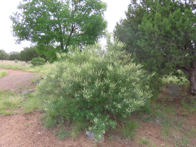 Photo Credit: Claire Sorenson