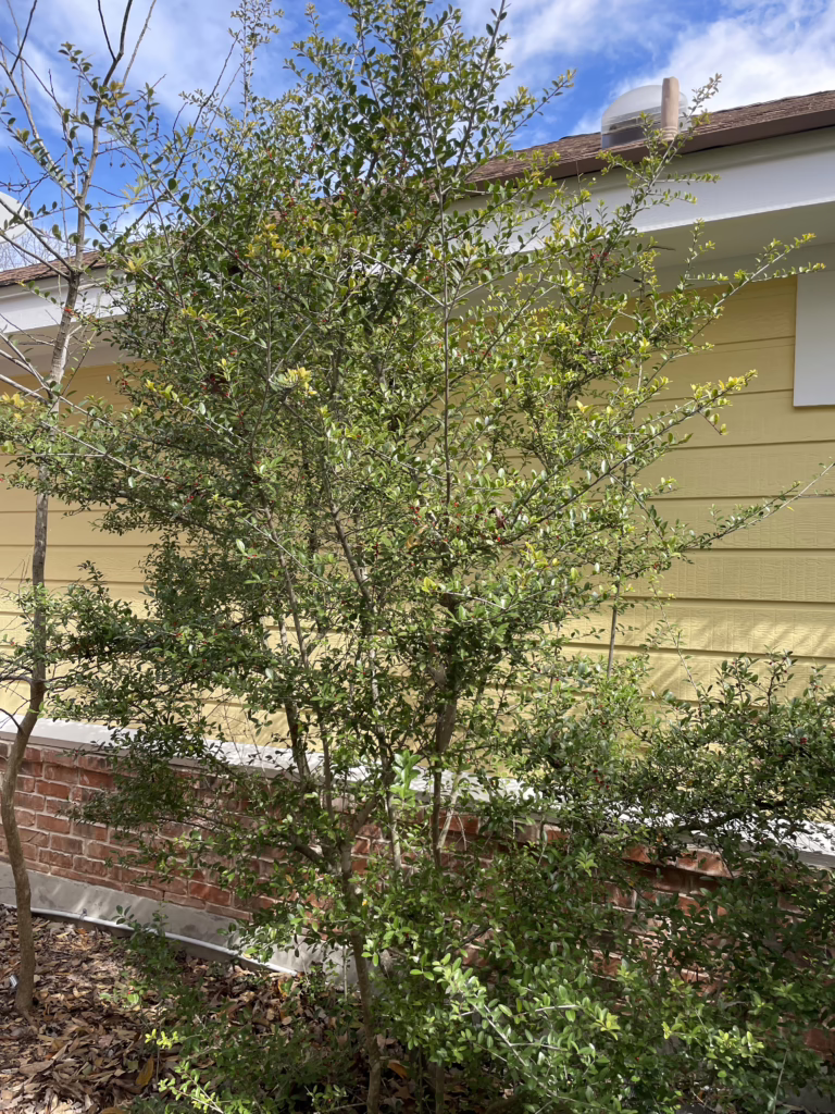 Photo Credit: Deedy Wright