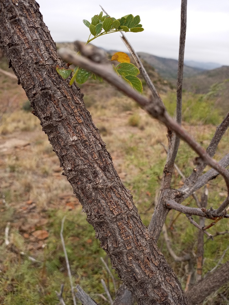 Photo Credit: Claire Sorenson