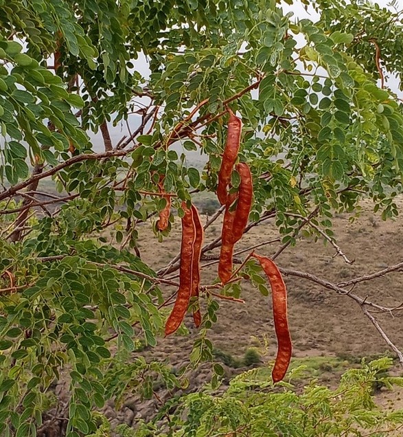 Photo Credit: Claire Sorenson