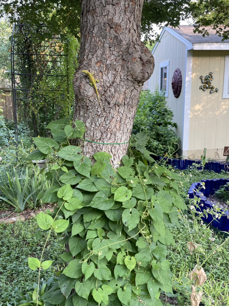 Photo Credit: Deedy Wright