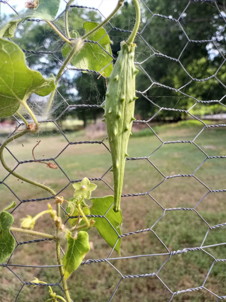 Photo Credit: Claire Sorenson