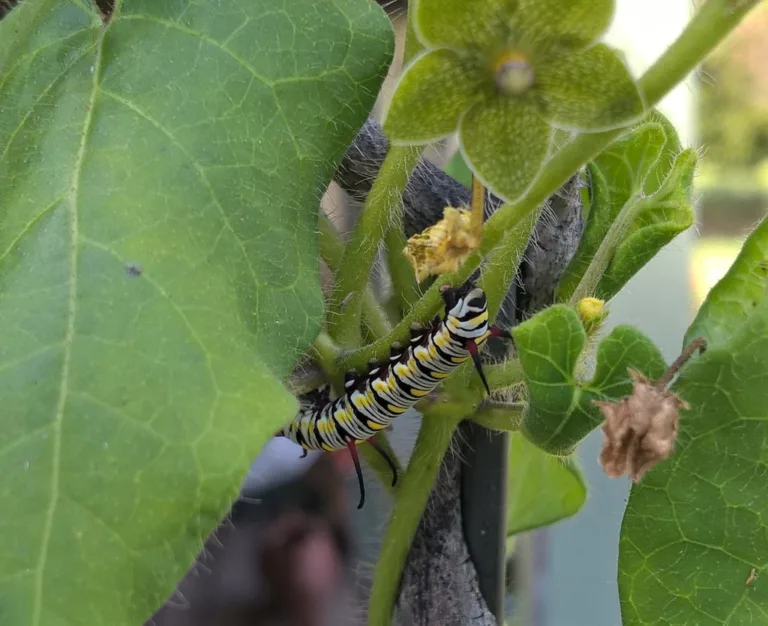 Photo Credit: Claire Sorenson