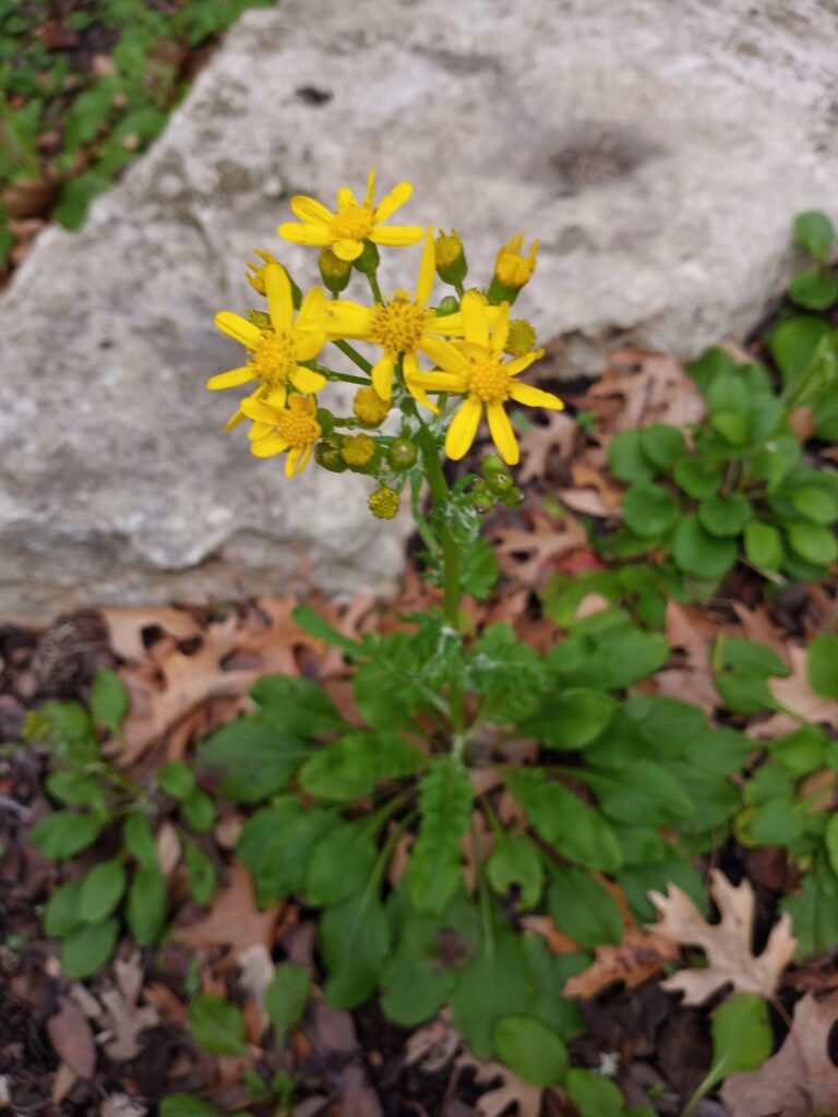 Photo Credit: Claire Sorenson