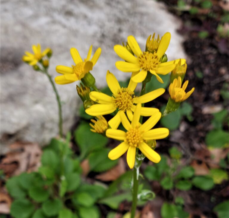 Photo Credit: Claire Sorenson