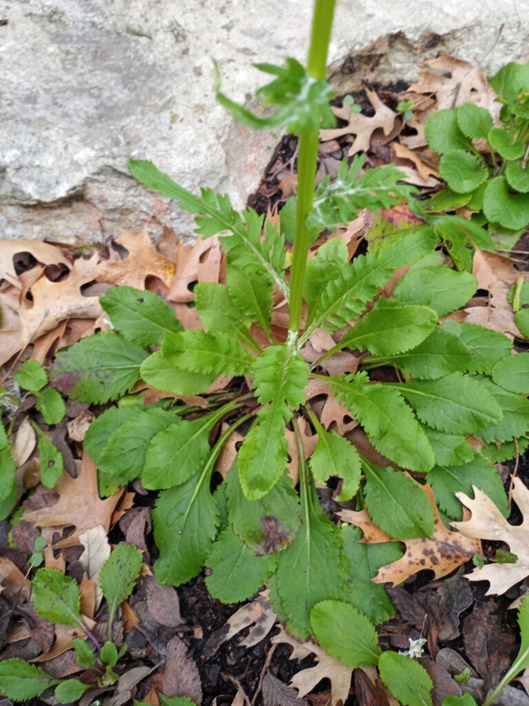 Photo Credit: Claire Sorenson