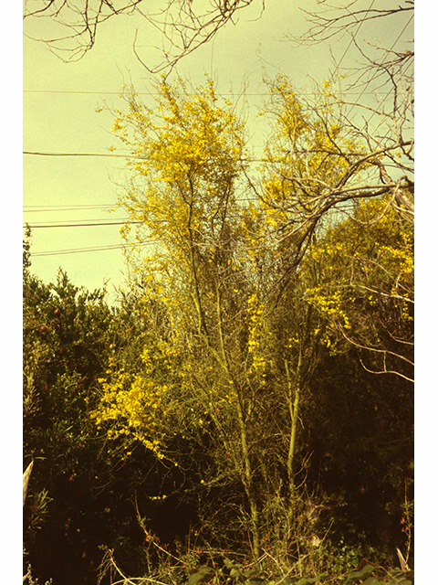 Photo Credit: Anderson, Wynn, https://www.wildflower.org/gallery/result.php?id_image=161835