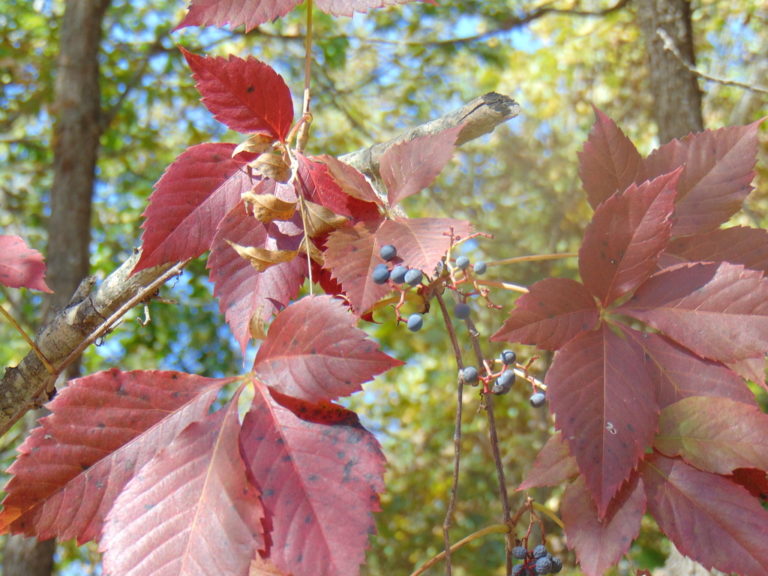 Photo Credit: Claire Sorenson