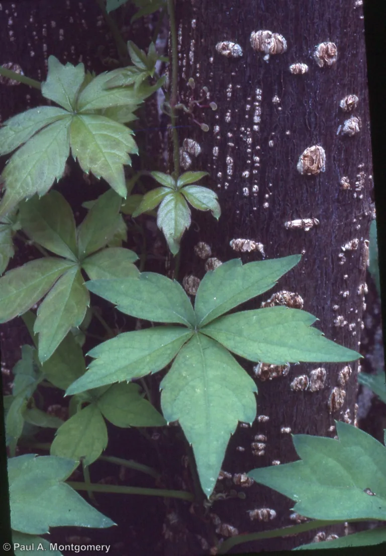 Photo Credit: Paul Montgomery