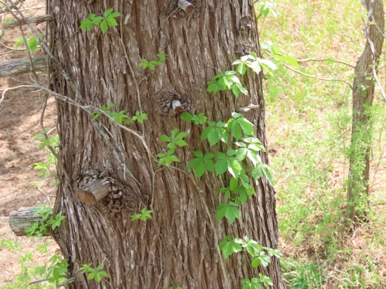 Photo Credit: Claire Sorenson