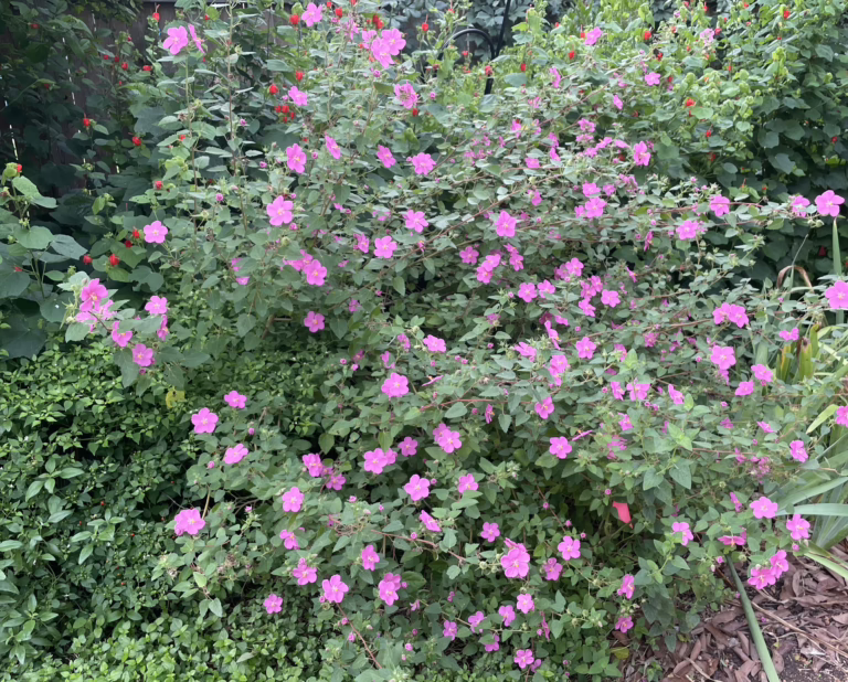 Photo Credit: Deedy Wright