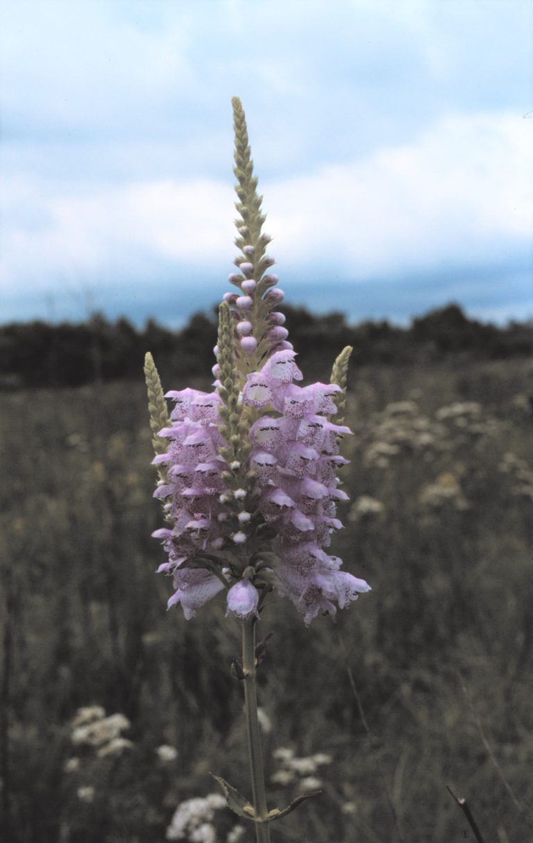 Photo Credit: Larry Allain, U.S. Geological Survey, https://warcapps.usgs.gov/PlantID/Species/Details/4075