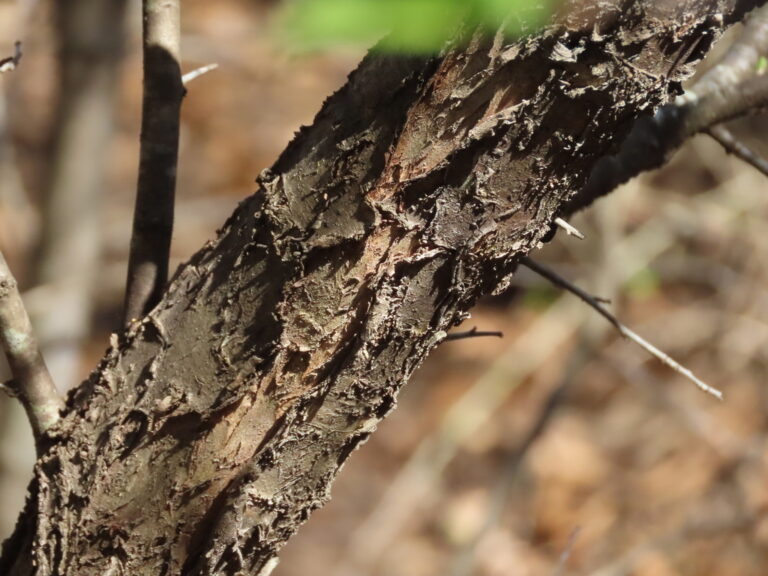 Photo Credit: Claire Sorenson