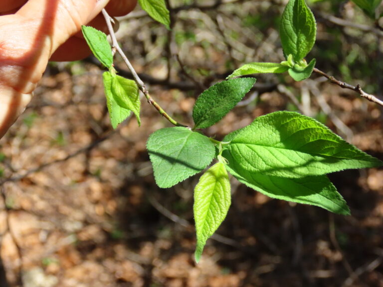 Photo Credit: Claire Sorenson