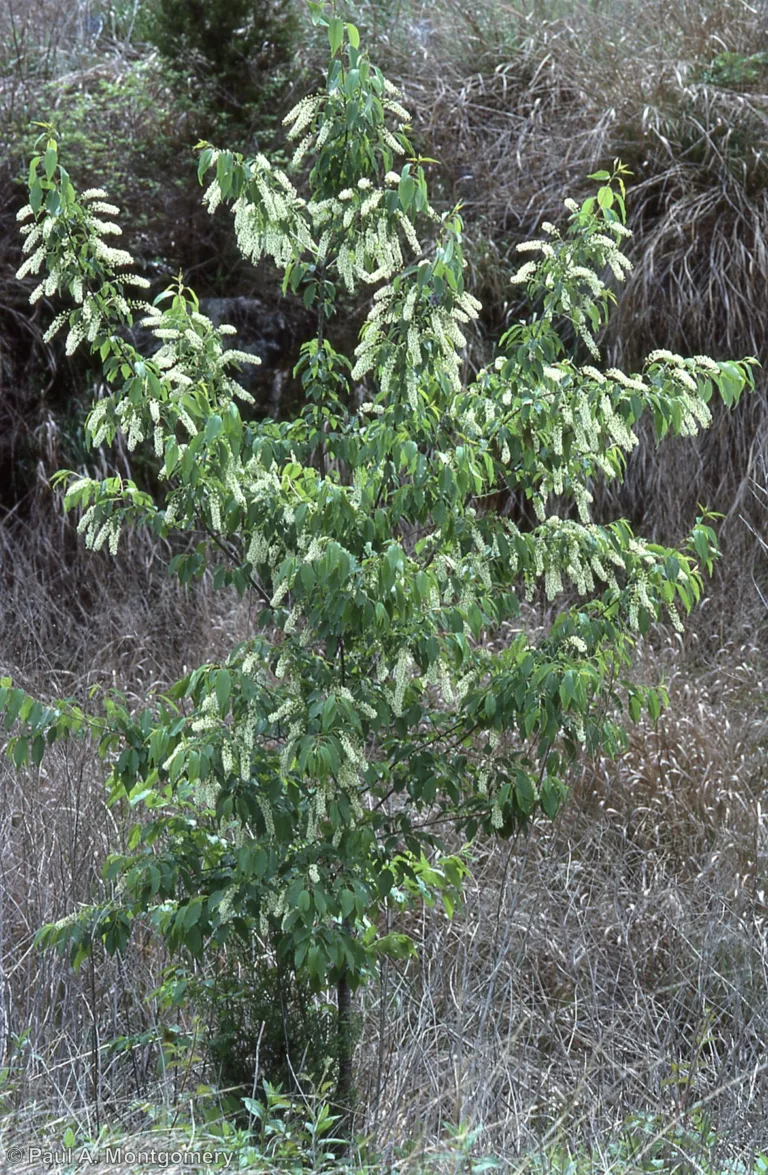 Photo Credit: Paul Montgomery