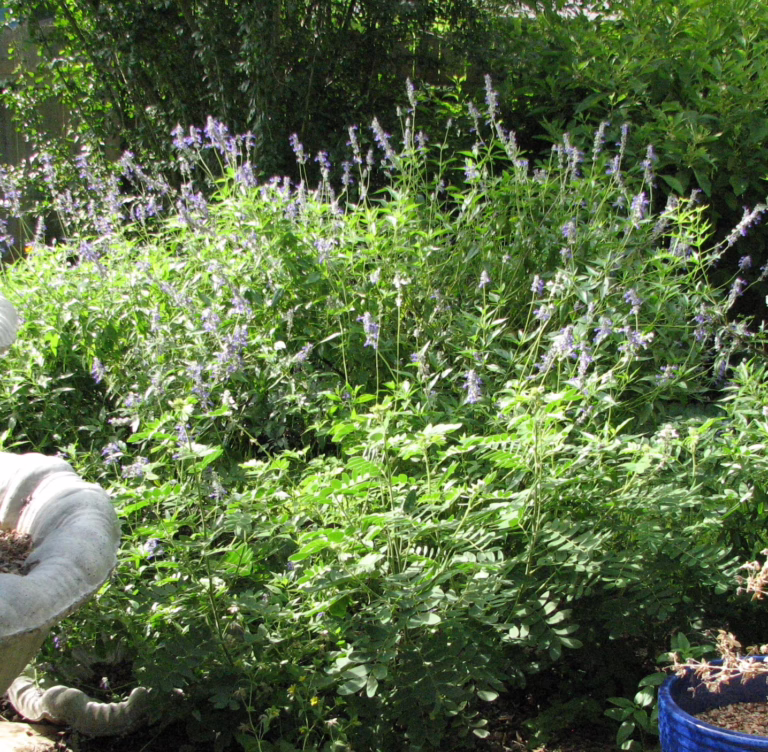 Photo Credit: Deedy Wright