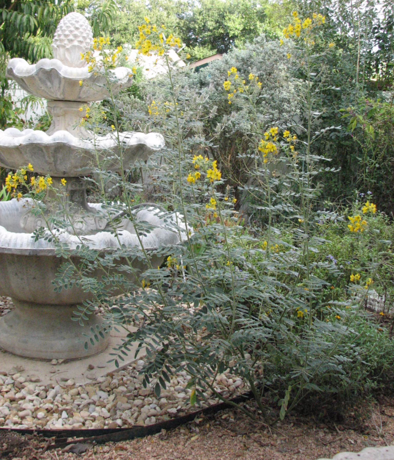 Photo Credit: Deedy Wright