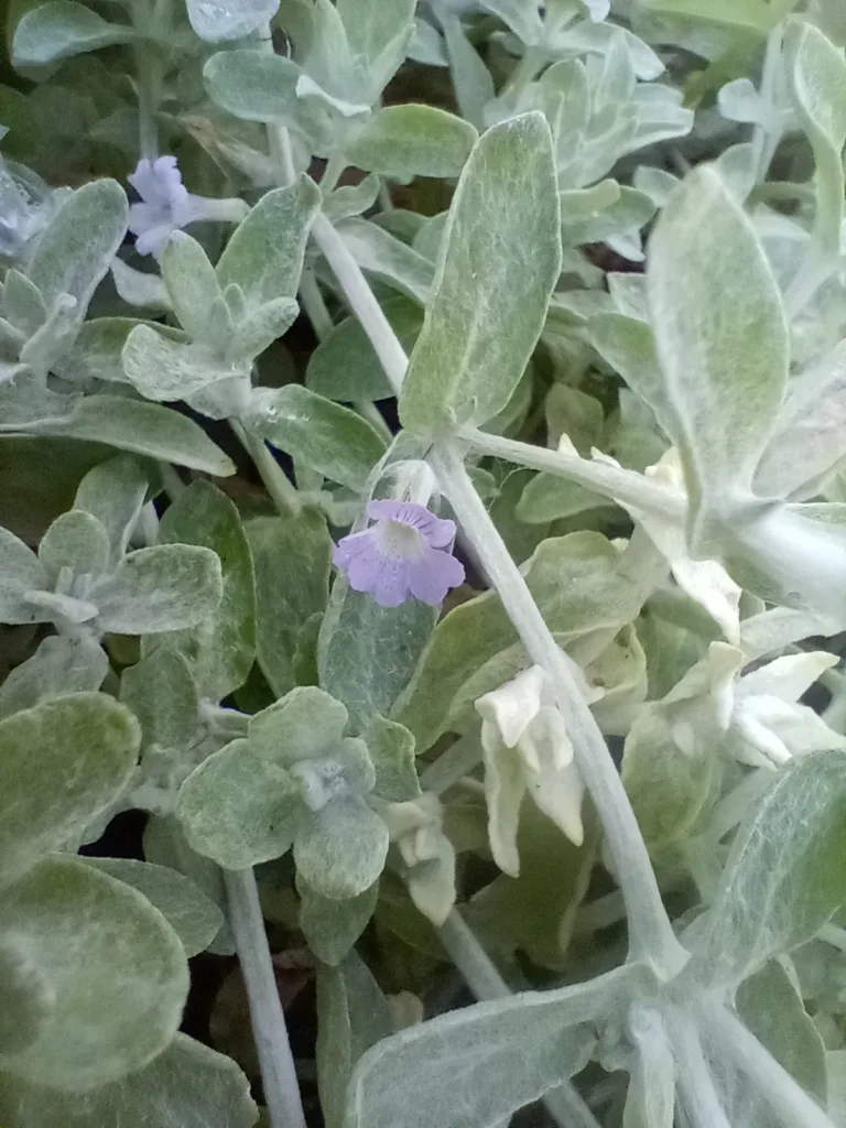 Photo Credit: Claire Sorenson