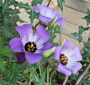 Small purple flowers