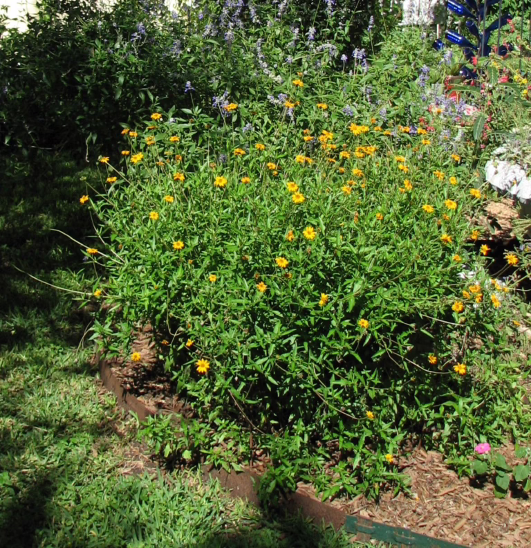 Photo Credit: Deedy Wright