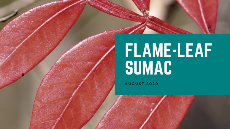 Flame-leaf Sumac