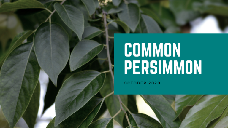 Common Persimmon