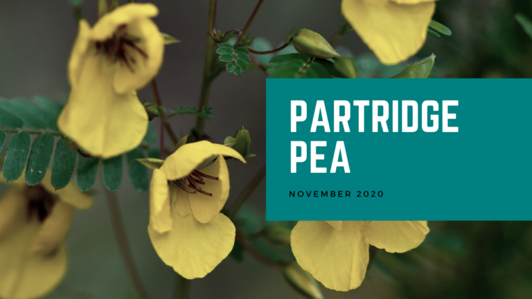 Partridge Pea