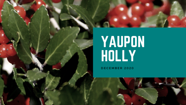Yaupon Holly
