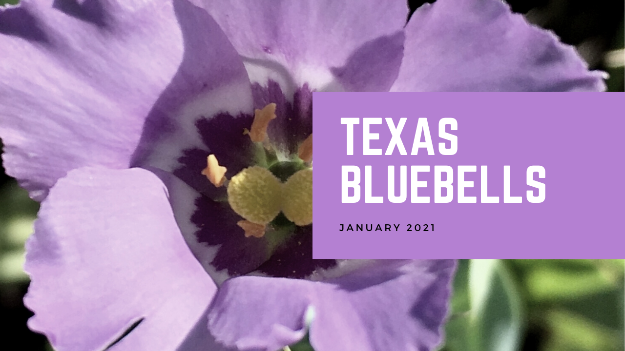 Texas Bluebells