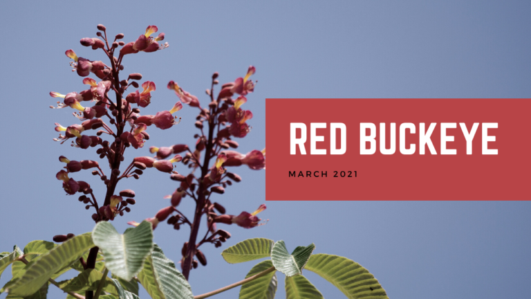 Red Buckeye