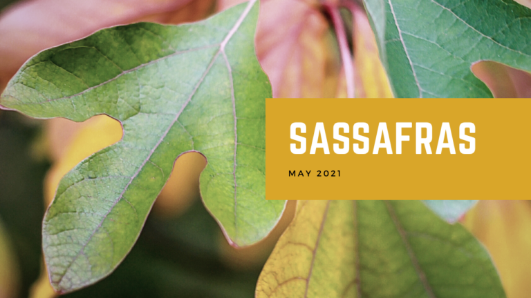 Sassafras