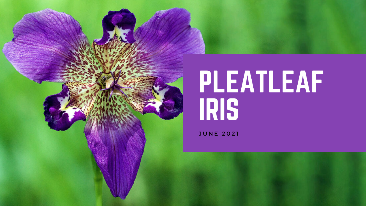 Pleatleaf Iris