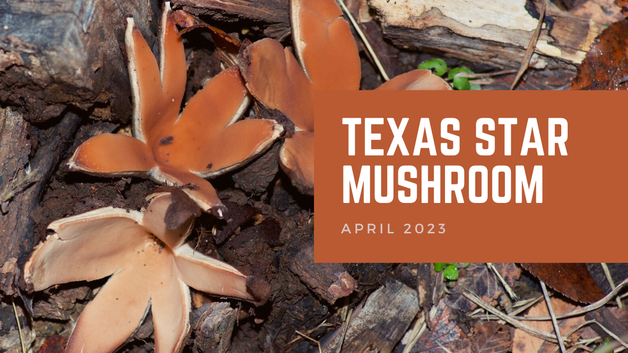 Texas Star Mushroom