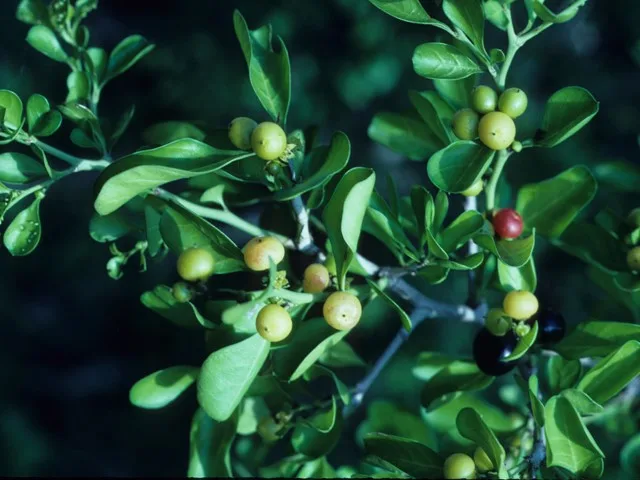 Photo Credit; Wasowski, Sally and Andy, https://www.wildflower.org/gallery/result.php?id_image=22012