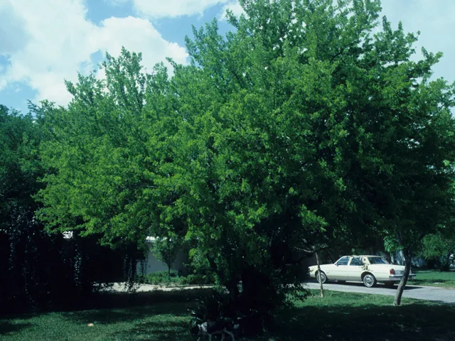 Photo Credit; Wasowski, Sally and Andy, https://www.wildflower.org/gallery/result.php?id_image=22010